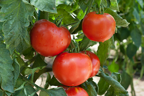 Heirloom Tomatoes
